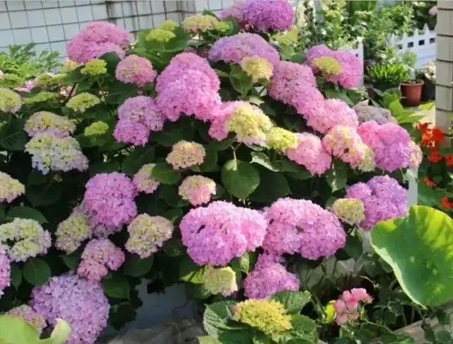 6種「耐陰花」,能養「北陽臺」,哪怕光照少,也能開滿花