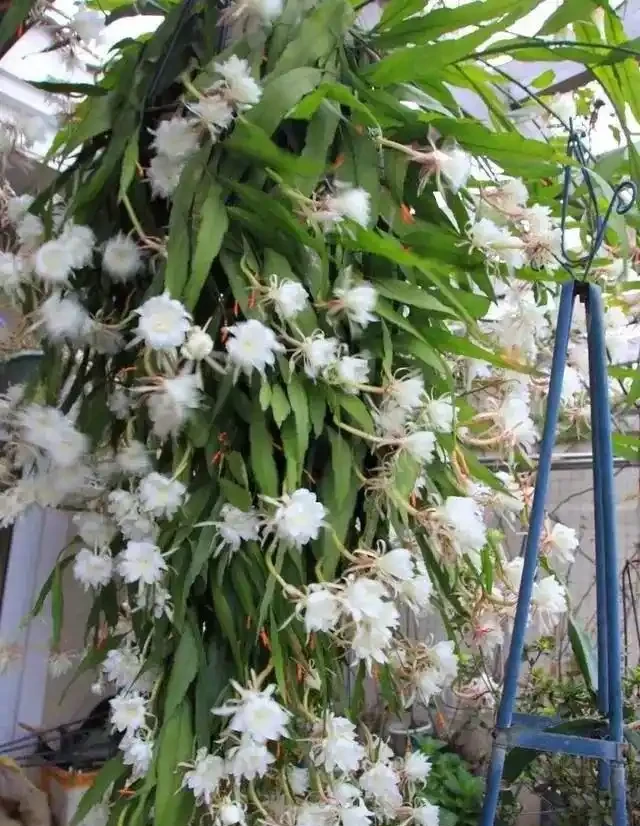 6種「耐陰花」,能養「北陽臺」,哪怕光照少,也能開滿花