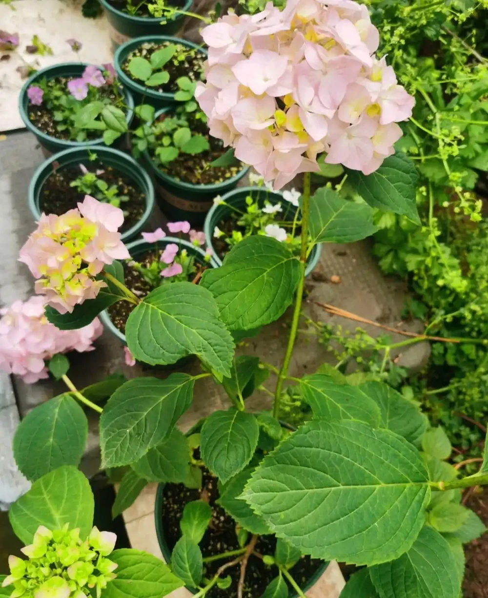 6種「耐陰花」,能養「北陽臺」,哪怕光照少,也能開滿花