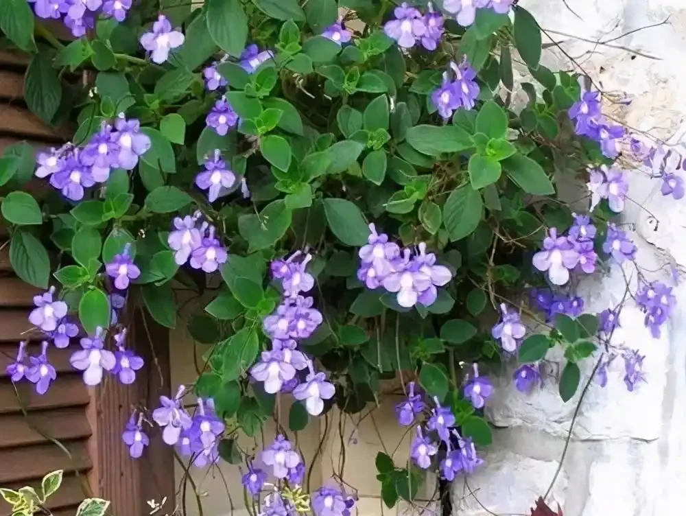 6種「耐陰花」,能養「北陽臺」,哪怕光照少,也能開滿花