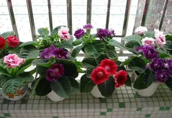 6種「耐陰花」,能養「北陽臺」,哪怕光照少,也能開滿花