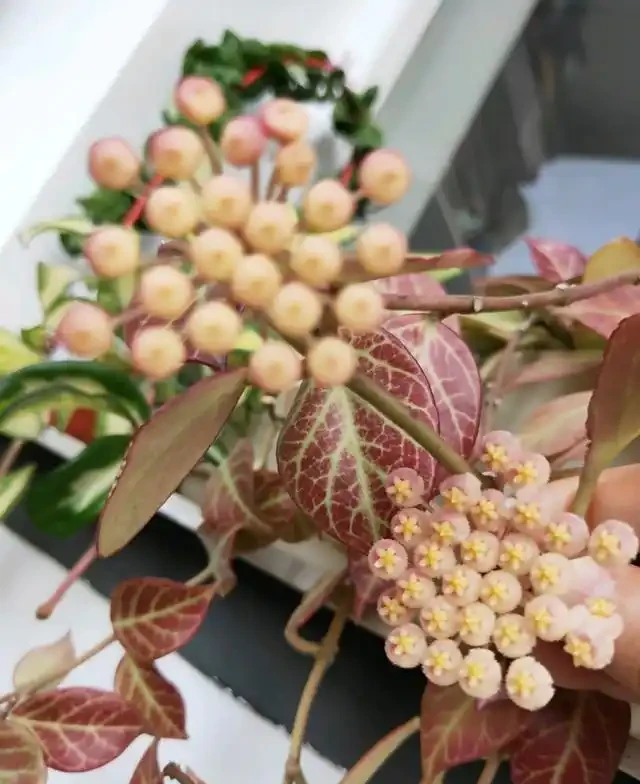 6種「耐陰花」,能養「北陽臺」,哪怕光照少,也能開滿花
