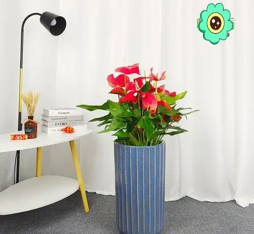 6種「耐陰花」,能養「北陽臺」,哪怕光照少,也能開滿花