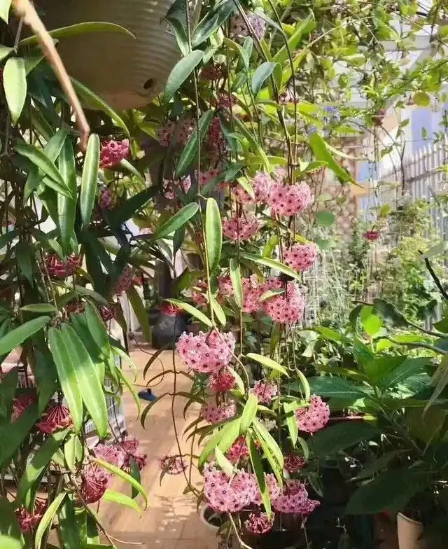 6種「耐陰花」,能養「北陽臺」,哪怕光照少,也能開滿花