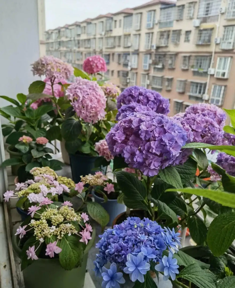 6種「耐陰花」,能養「北陽臺」,哪怕光照少,也能開滿花