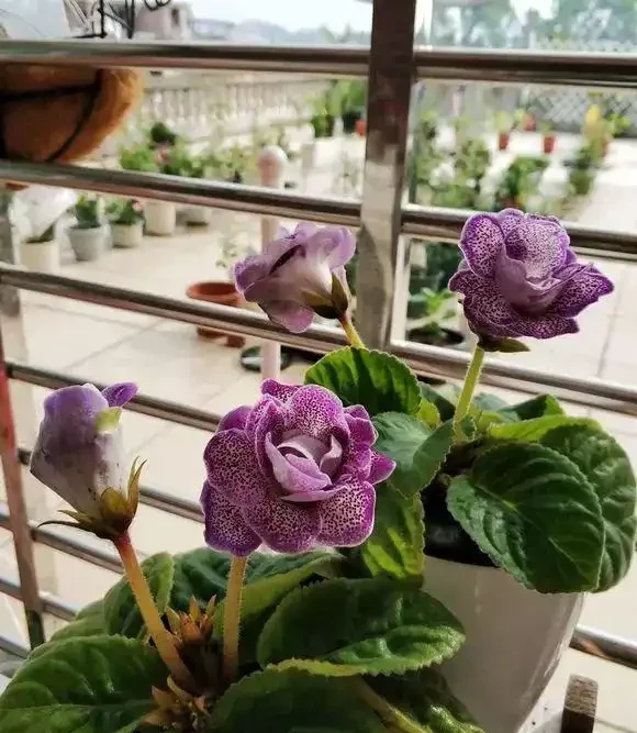 6種「耐陰花」,能養「北陽臺」,哪怕光照少,也能開滿花