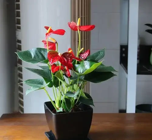 6種「耐陰花」,能養「北陽臺」,哪怕光照少,也能開滿花