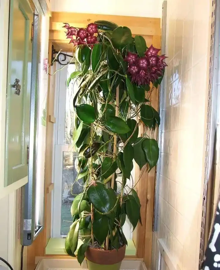 6種「耐陰花」,能養「北陽臺」,哪怕光照少,也能開滿花