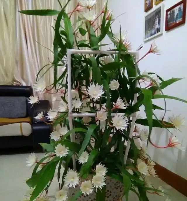 6種「耐陰花」,能養「北陽臺」,哪怕光照少,也能開滿花