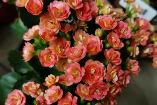 6種「耐陰花」，能養「北陽臺」，哪怕光照少，也能開滿花