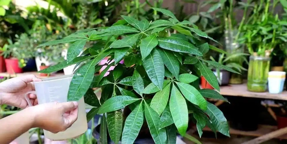 發財樹最愛的3種「肥水」，別光澆清水，學會在澆的水裡加點肥料
