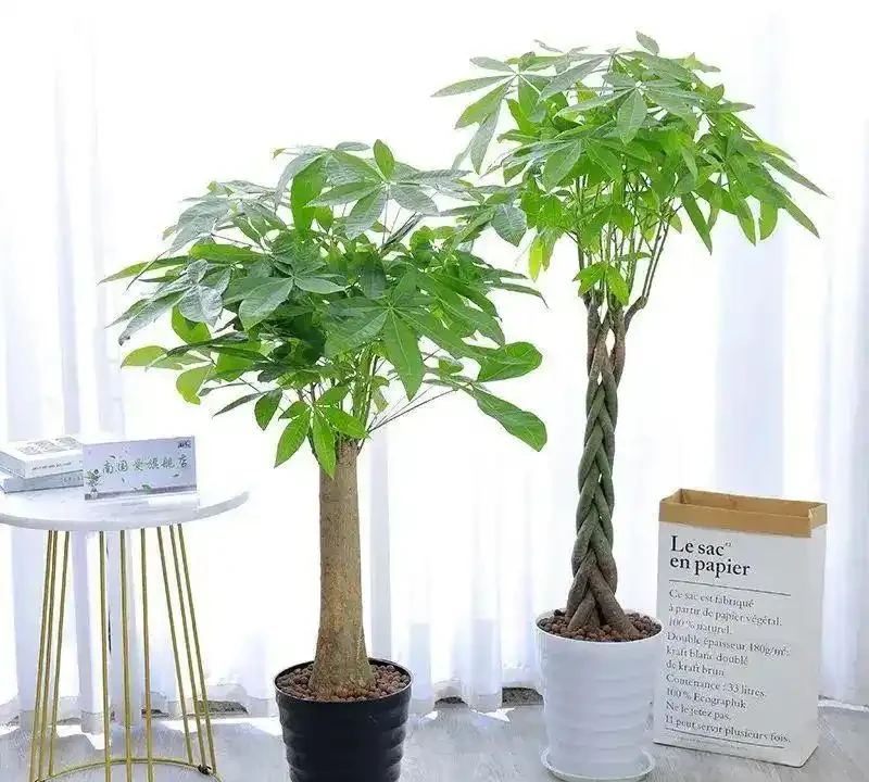 發財樹最愛的3種「肥水」，別光澆清水，學會在澆的水裡加點肥料