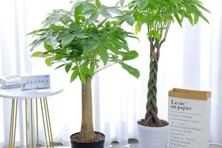 發財樹最愛的3種「肥水」，別光澆清水，學會在澆的水裡加點肥料