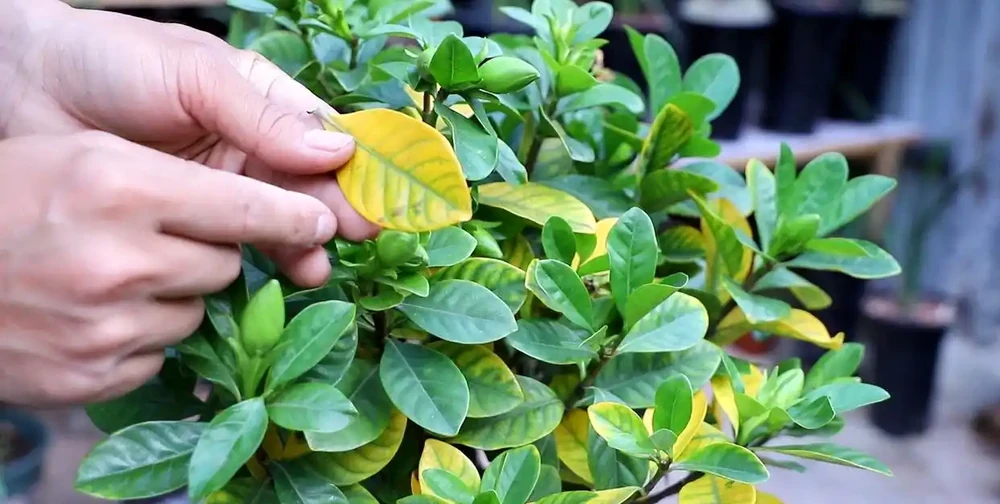 盆栽葉子發黃,「4個」處理技巧,從此綠油油長勢好,美觀又茂盛
