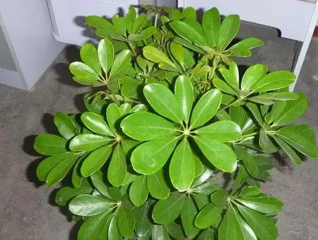 盆栽葉子發黃,「4個」處理技巧,從此綠油油長勢好,美觀又茂盛