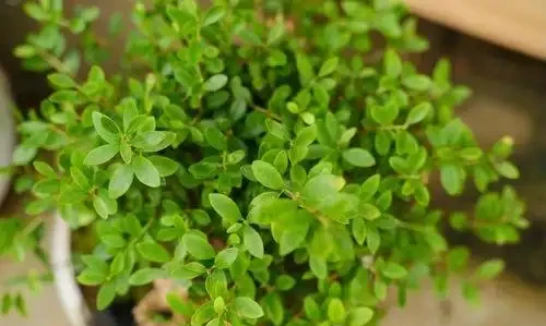 盆栽葉子發黃,「4個」處理技巧,從此綠油油長勢好,美觀又茂盛