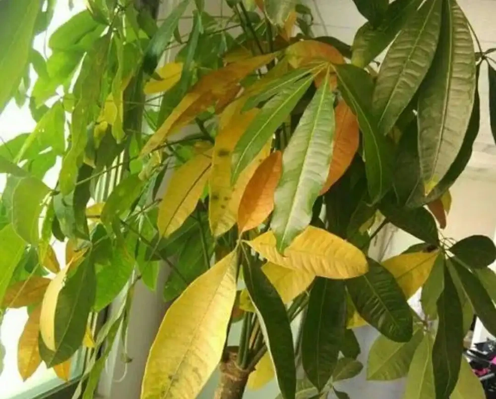 盆栽葉子發黃,「4個」處理技巧,從此綠油油長勢好,美觀又茂盛