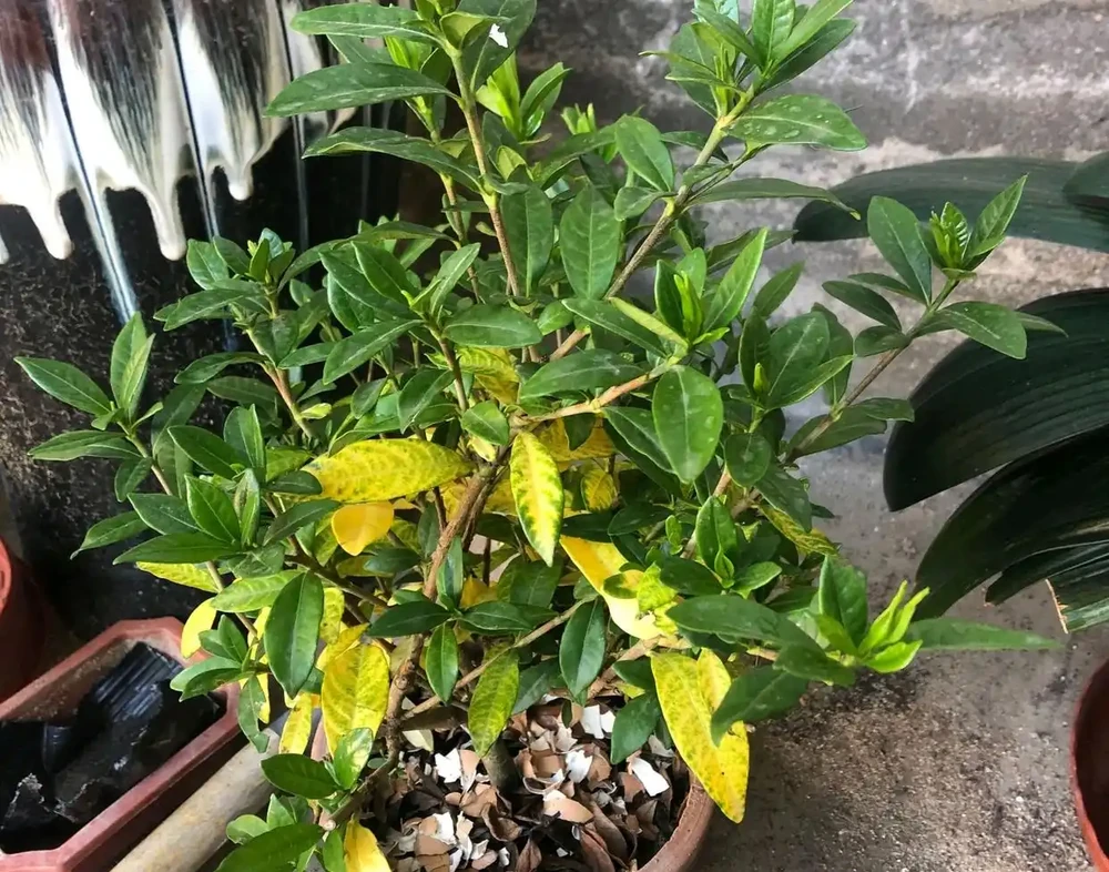 盆栽葉子發黃,「4個」處理技巧,從此綠油油長勢好,美觀又茂盛