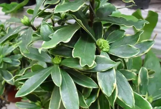 盆栽葉子發黃,「4個」處理技巧,從此綠油油長勢好,美觀又茂盛