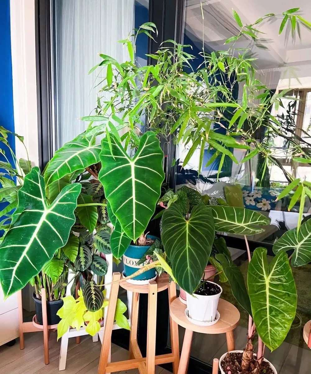 盆栽葉子發黃,「4個」處理技巧,從此綠油油長勢好,美觀又茂盛