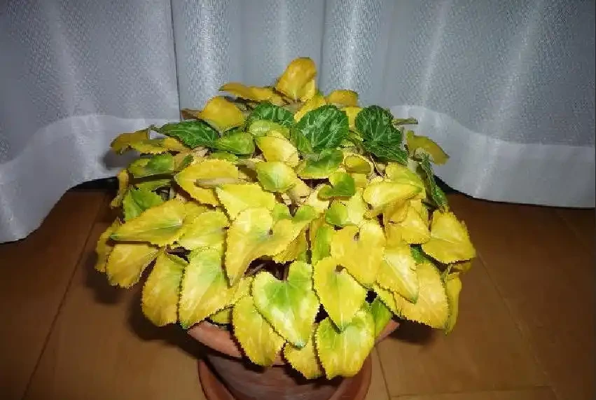盆栽葉子發黃,「4個」處理技巧,從此綠油油長勢好,美觀又茂盛