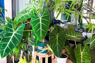 盆栽葉子發黃，「4個」處理技巧，從此綠油油長勢好，美觀又茂盛