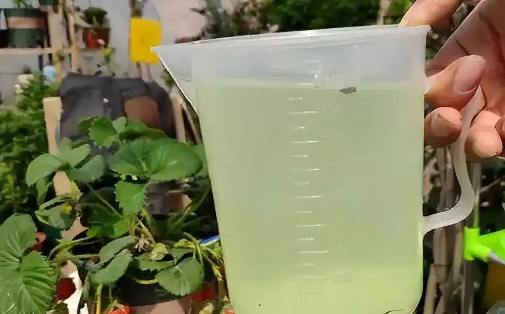使用硫酸亞鐵時,一旦用錯了,反而會起到副作用,導致花草死亡