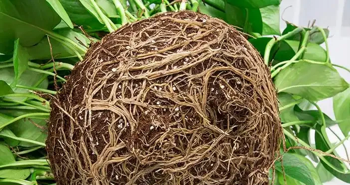一顆黃金葛七個鬼,但家家戶戶都在養,老花匠這樣說!
