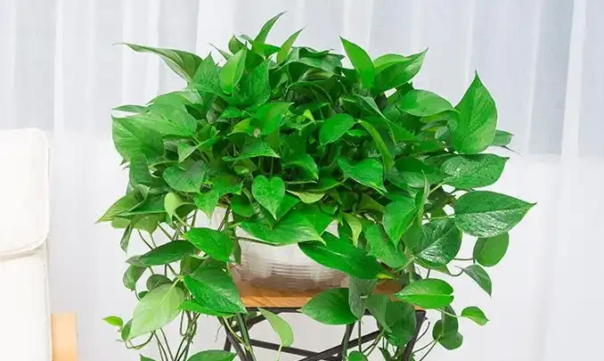 一顆黃金葛七個鬼,但家家戶戶都在養,老花匠這樣說!