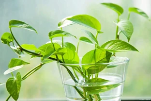 一顆黃金葛七個鬼，但家家戶戶都在養，老花匠這樣說！