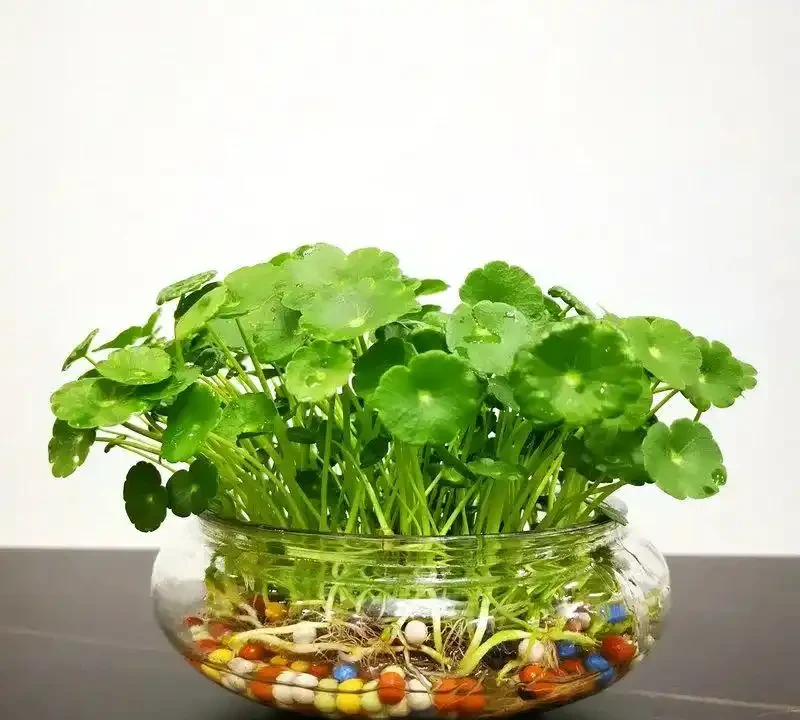 水耕銅錢草,葉片總是發黃?教你3個方法,葉片越長越油亮
