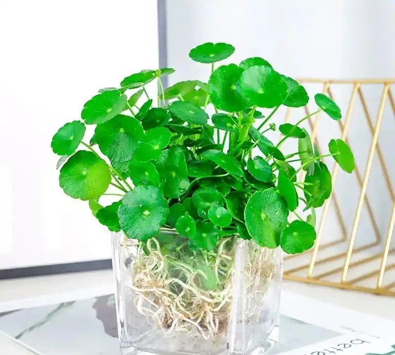 水耕銅錢草,葉片總是發黃?教你3個方法,葉片越長越油亮