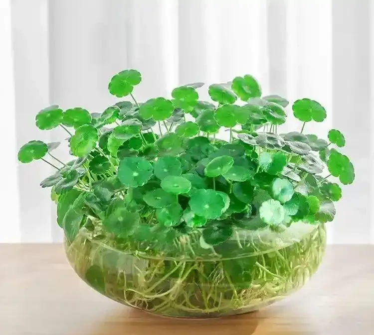 水耕銅錢草,葉片總是發黃?教你3個方法,葉片越長越油亮