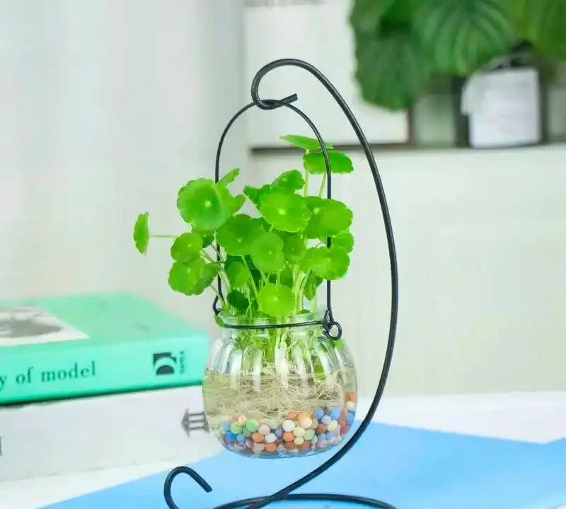 水耕銅錢草,葉片總是發黃?教你3個方法,葉片越長越油亮