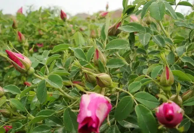 玫瑰花種子栽種方法