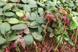 玫瑰花種子栽種方法