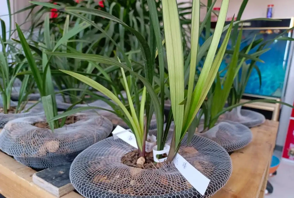 蘭花葉片焦尖的原因及處理方法