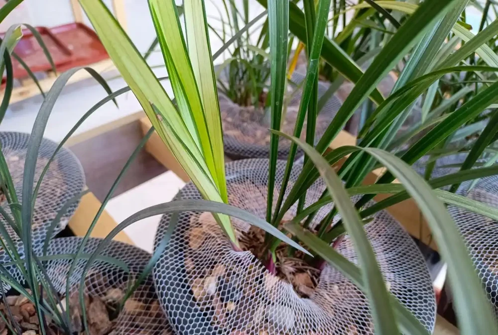 蘭花葉片焦尖的原因及處理方法