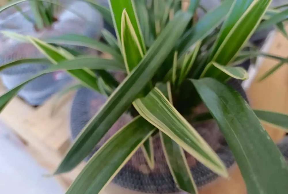 蘭花葉片焦尖的原因及處理方法