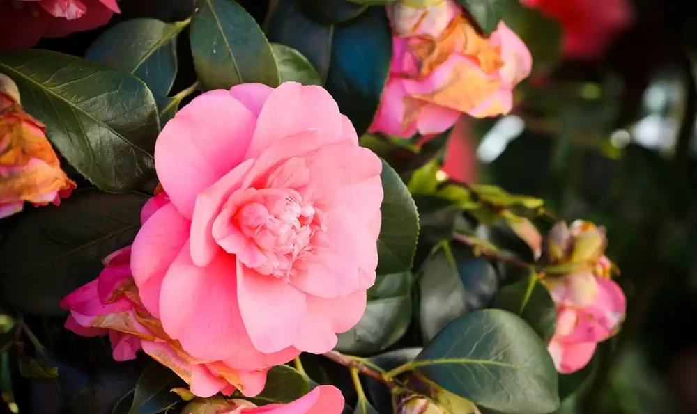 茶花要用什麼土壤