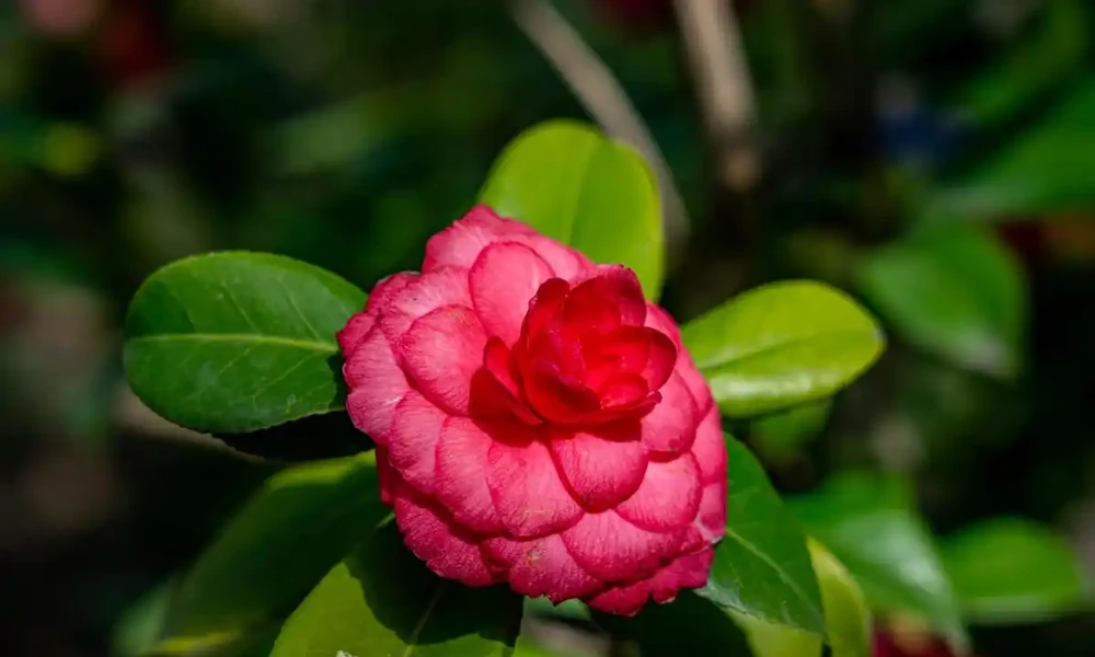茶花要用什麼土壤