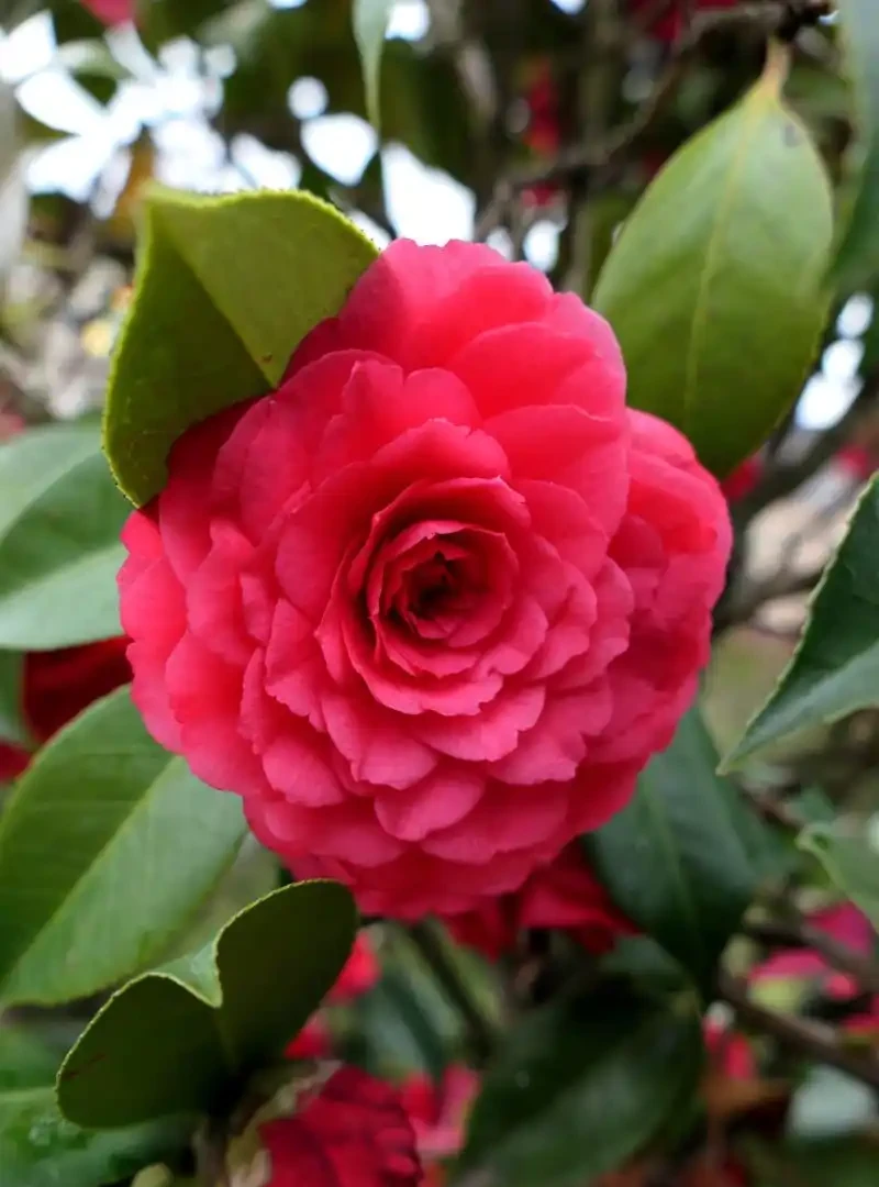 茶花要用什麼土壤