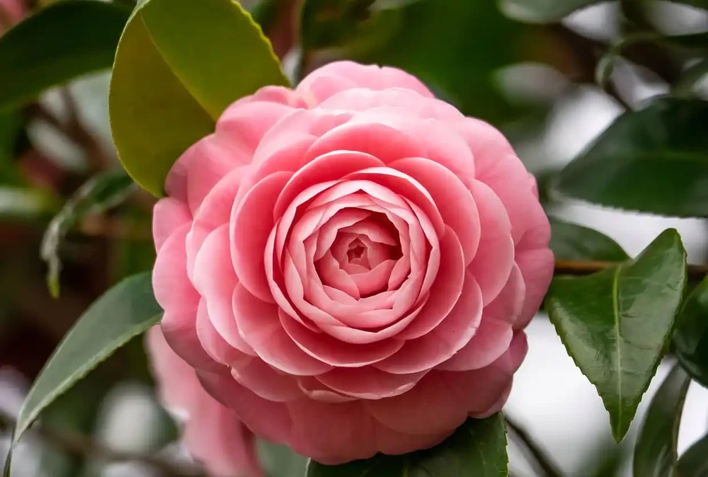茶花要用什麼土壤
