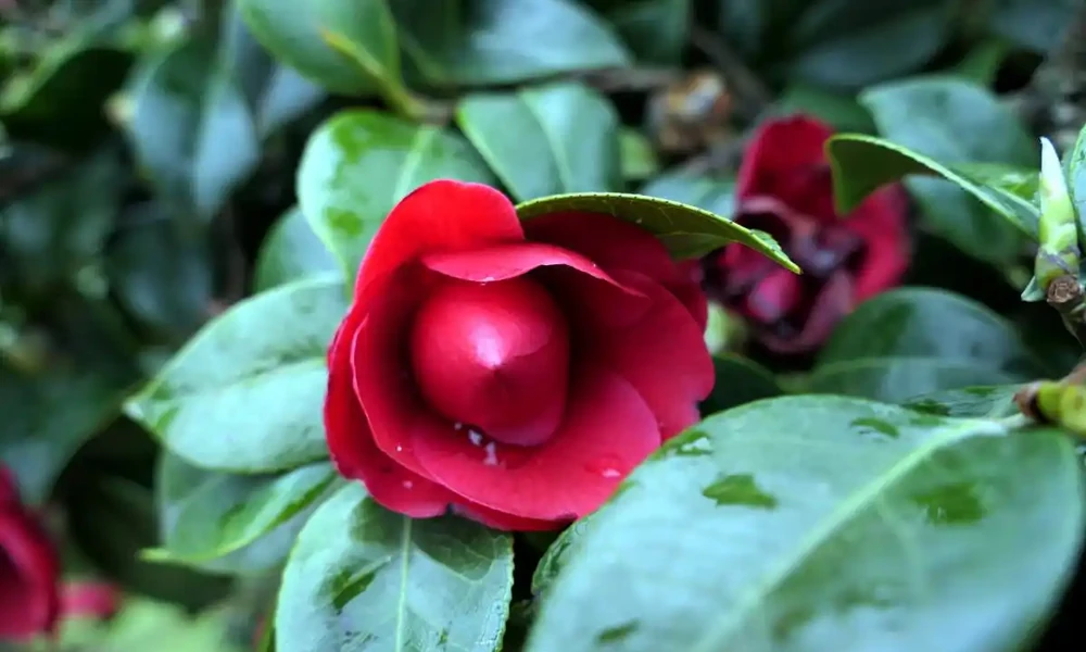 茶花要用什麼土壤