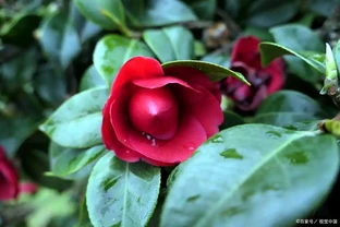 茶花要用什麼土壤
