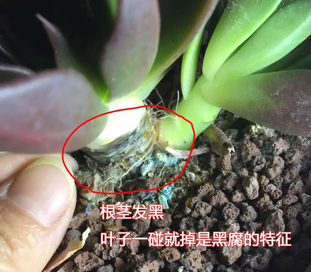 多肉度夏有「妙招」,一共有6條,後2條室內養肉,一定要用起來