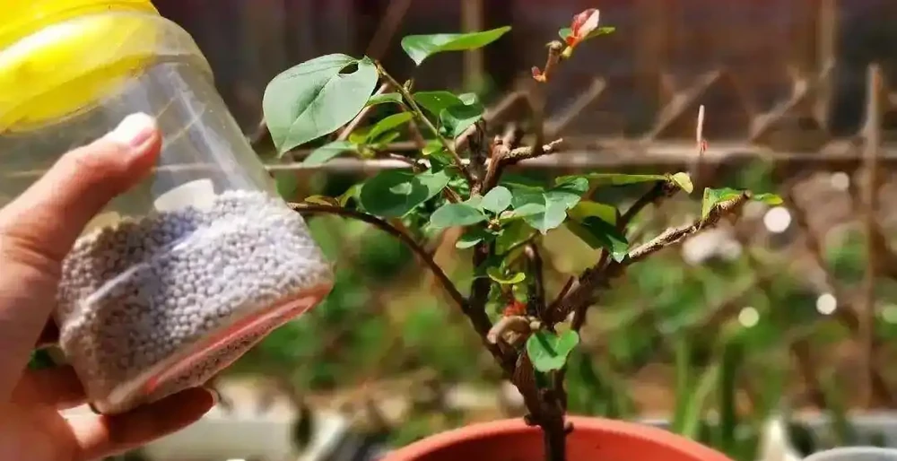 缺乏鐵元素，葉片發黃、掉葉怎麼辦？如何給花草補鐵治療？