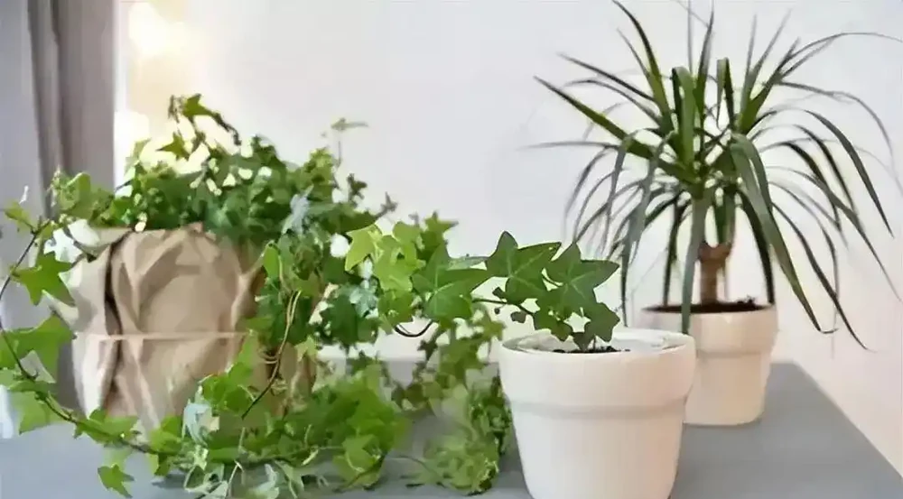 缺乏鐵元素，葉片發黃、掉葉怎麼辦？如何給花草補鐵治療？