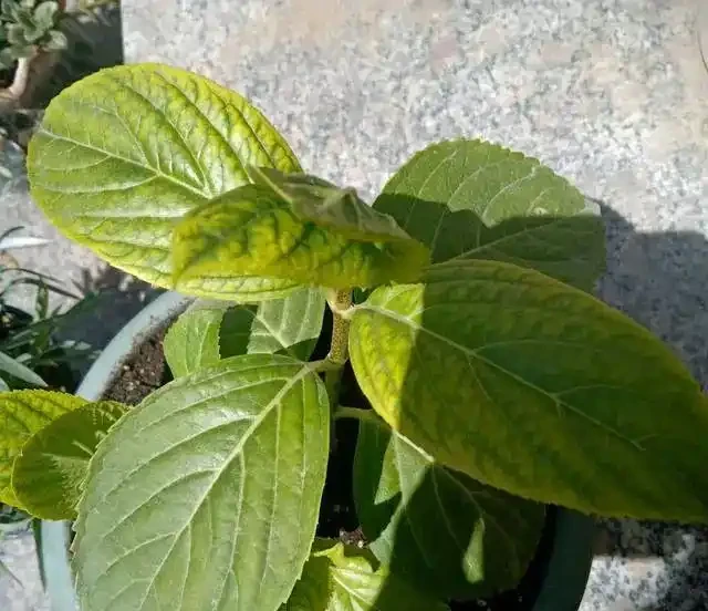 缺乏鐵元素，葉片發黃、掉葉怎麼辦？如何給花草補鐵治療？