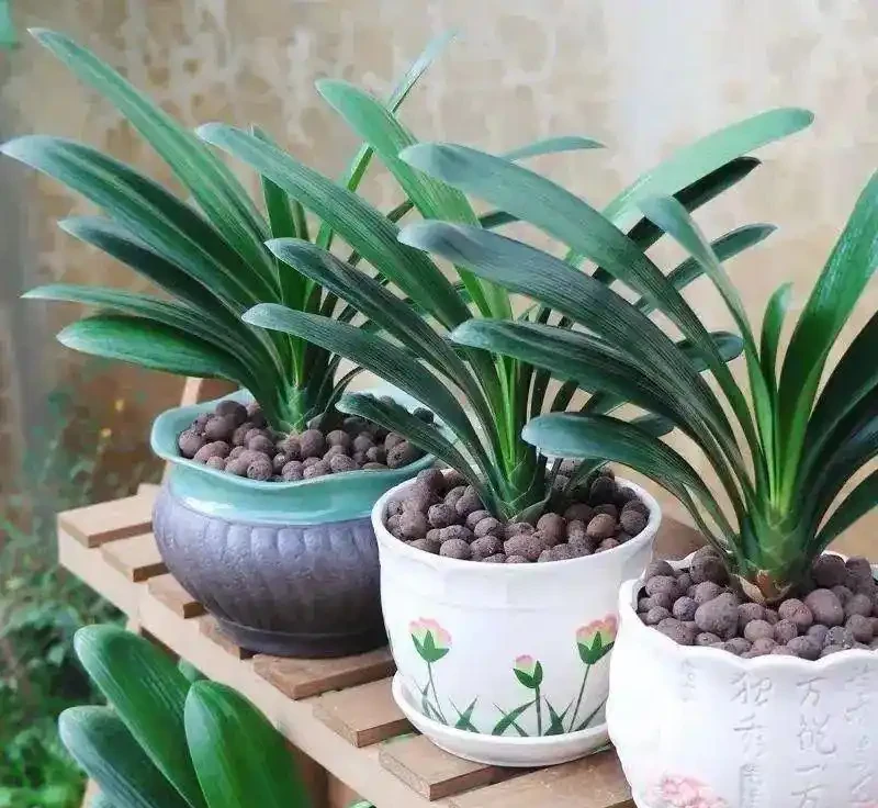 缺乏鐵元素，葉片發黃、掉葉怎麼辦？如何給花草補鐵治療？